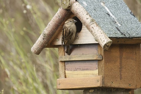 House Sparrow (Passer domesticus) female, Lower Saxony, Germany