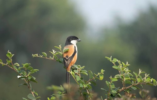 A long-tailed shrike or rufous-backed shrike (Lanius schach) on a tree branch, Sreepur, Gazipur,