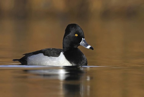 Ring-necked Duck (Aythya collaris) male, British Columbia, Canada