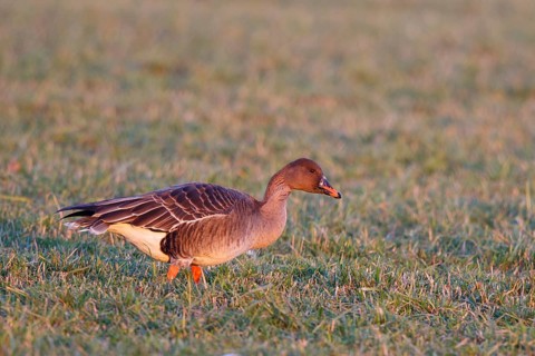 Taiga Bean Goose (Anser serrirostris rossicus) on field, North Rhine-Westphalia, Germany