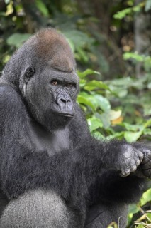 Western lowland gorilla (Gorilla gorilla gorilla), portrait, Réserve Lésio-Louna nature reserve,
