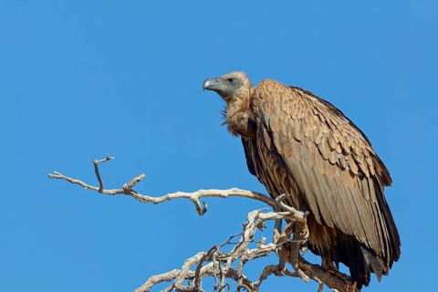 White-backed vulture (Gyps africanus), adult bird, sitting on a tree branch, on the lookout, blue