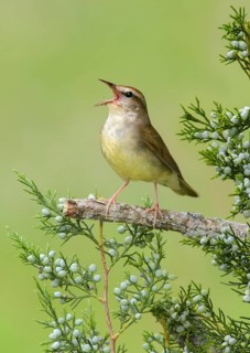 Swainson's Warbler (Limnothlypis swainsonii) singing from a branch, Texas, USA