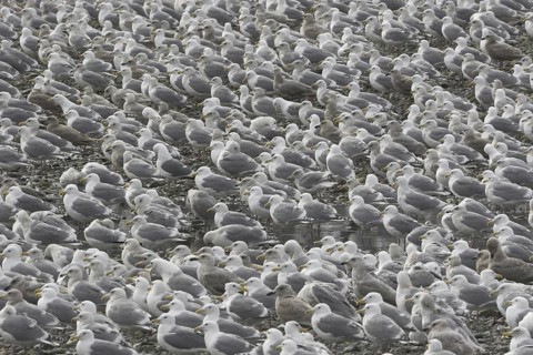 Glaucous-winged Gull (Larus glaucescens), British Columbia, Canada