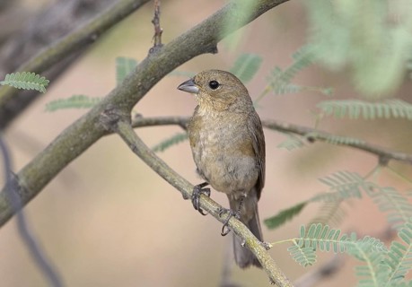 Varied Bunting (Passerina versicolor), Arizona, USA