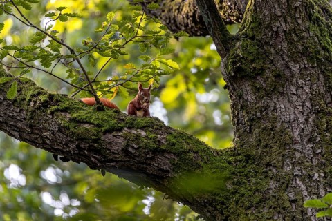 Squirrel (Sciurus vulgaris) eating an acorn on the branch of an oak tree, food, sweet, cute,