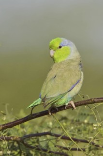 Pacific Parrotlet (Forpus coelestis), Ecuador