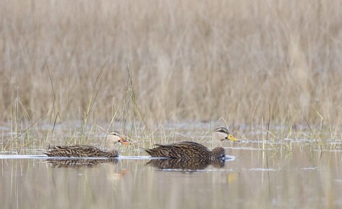 Mottled Duck (Anas fulvigula) pair, Florida, USA