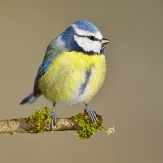 Blue tit (Parus caeruleus), sitting on a branch covered with moss, Wilnsdorf, North