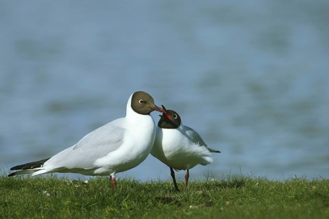 A pair of black-headed gulls (Larus ridibundus) during courtship, mating behaviour, De Wagejot,
