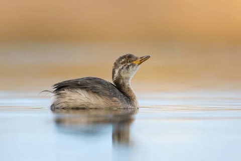Australasian Grebe (Tachybaptus novaehollandiae) young, Victoria, Australia