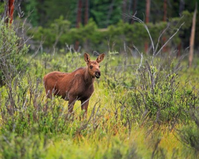 A young elk (Alces alces), Wyoming, United States