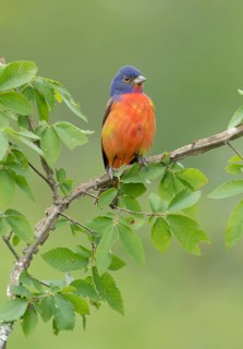 Painted Bunting (Passerina ciris) male perched on a branch, Texas, USA