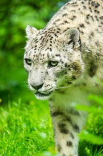Snow leopard (Panthera uncia syn. Uncia uncia) in the forest, Germany