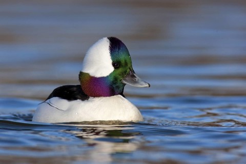 Bufflehead (Bucephala albeola) male, British Columbia, Canada