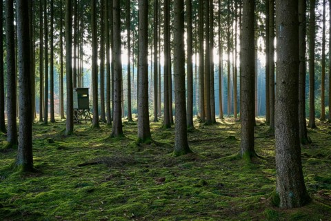 Dense forest with tall trees and moss-covered soil, steeped in soft light, Mudau, Odenwald,