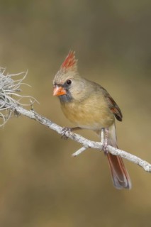 Northern Cardinal (Cardinalis cardinalis), Texas, USA