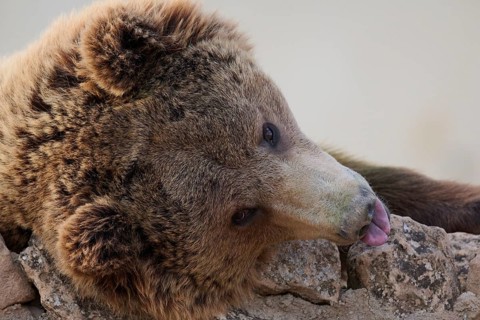 A brown bear rests its head on a rocky surface, sticking out its tongue playfully. The image