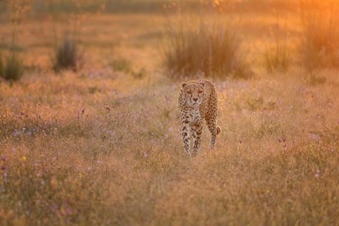 Cheetah (Acinonyx jubatus) female walking in flowering meadow at sunrise, Castile-La Mancha, Spain