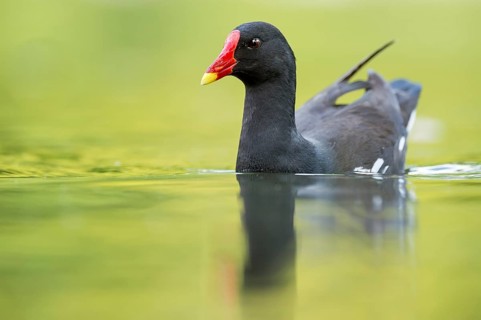Common Moorhen (Gallinula chloropus), Hesse, Germany