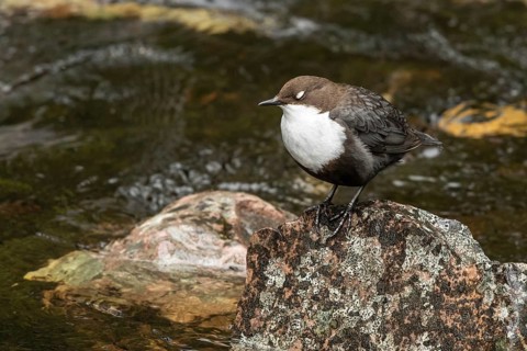 White-throated Dipper (Cinclus cinclus cinclus), Dalarna, Sweden