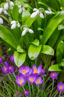 Purple crocuses (Crocus) growing in front of snowdrop (Galanthus), Neunkirchen, Lower Austria,