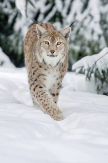 Eurasian lynx (Lynx lynx) running in deep snow, captive, Hesse, Germany
