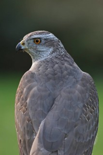 Northern Goshawk (Accipiter gentilis) female, Baden-Wuerttemberg, Germany