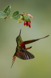 Chestnut-breasted Coronet (Boissonneaua matthewsii) flying while feeding at a flower in the South