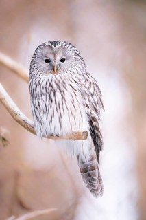 Close-up of a Ural Owl (Strix uralensis) in winter in the bavarian forest national park, Bavaria,