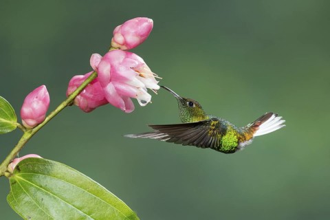 Coppery-headed Emerald (Elvira cupreiceps), Costa Rica