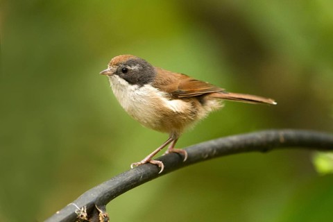 Pipipi (Mohoua novaeseelandiae), Rakiura National Park, New Zealand