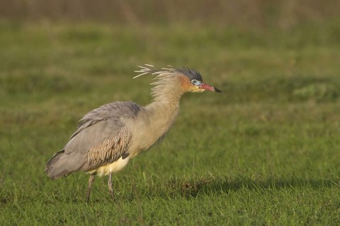 Whistling Heron - Ibera Marshes, Argentina