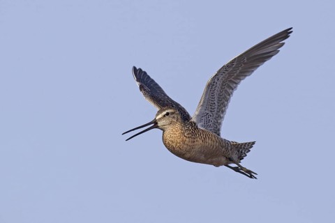 Long-billed Dowitcher (Limnodromus scolopaceus) flying, Alaska, USA