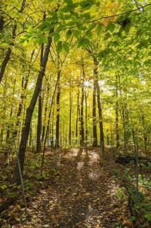 Dirt walking trail with fallen leaves in forest of backlit Acer - Maple, Betula - Birch and Quercus