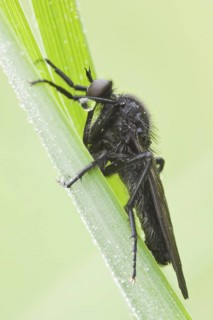 Gewürfelte Tanzfliege, Empis tesselata Dagger Fly, Empis tesselata