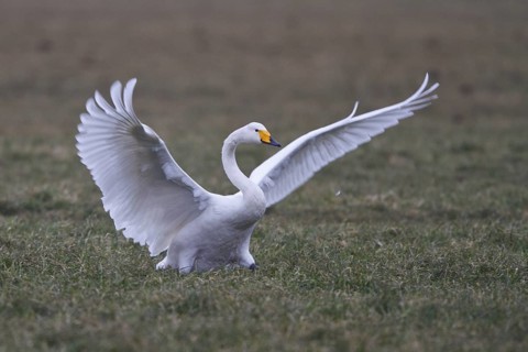 Whooper Swan (Cygnus cygnus), North Rhine-Westphalia, Germany