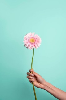 A hand delicately holds a vibrant pink flower against a solid light blue background. The simplicity