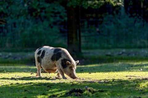Pot-bellied pig (Sus scrofa f. domestica), female, sow, running and sniffing in oblique evening