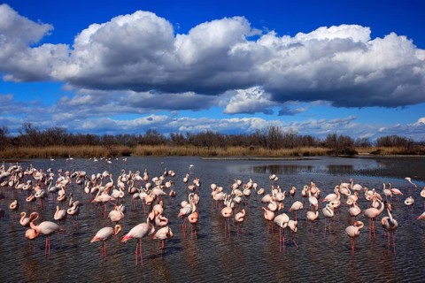 Flock of Greater Flamingo, Phoenicopterus ruber, nice pink big bird, dancing in the water, animal