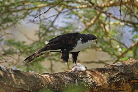 Black Sparrowhawk (Accipiter melanoleucus), Lake Naivasha, Kenya