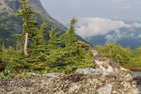 White-tailed Ptarmigan (Lagopus leucurus) in the alpine habitat of British Columbia, Canada