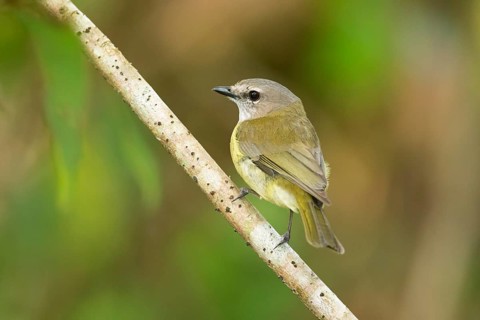 Grey Whistler (Pachycephala simplex peninsulae) perched on a branch, Queensland, Australia