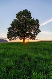 Sunset at Solitärbaum, Challhöchi, Basel-Landschaft, Switzerland