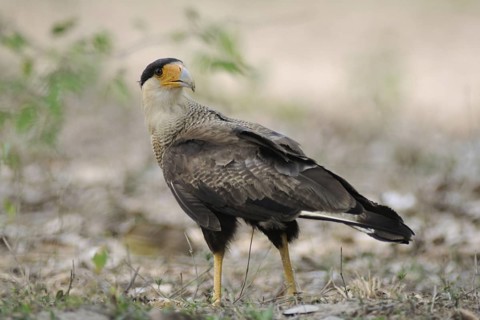 Southern Crested Caracara (Caracara plancus), Pantanal, Brazil
