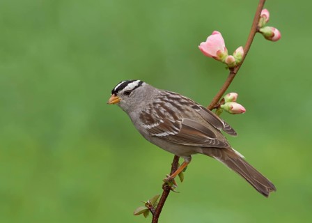 White-crowned Sparrow