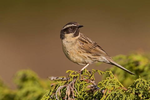 Black-throated Accentor - Schwarzkehlbraunelle - Prunella atrogularis ssp. huttoni, Kazakhstan,