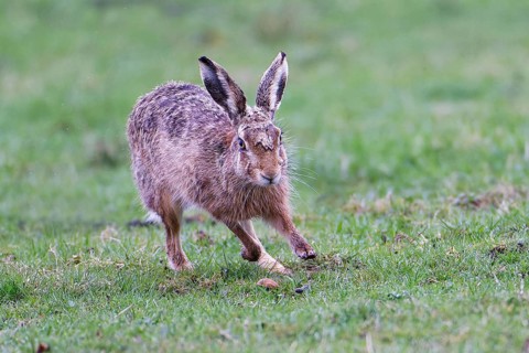 European hare (Lepus europaeus), meadow, running, Lake Dümmer, Germany