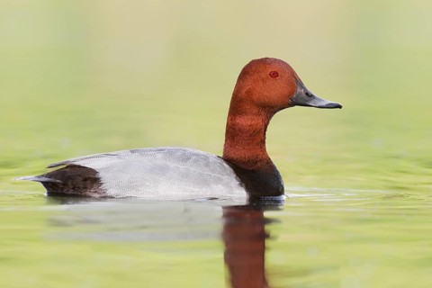Common Pochard (Aythya ferina) male, Brandenburg, Germany