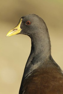 Common Moorhen (Gallinula chloropus), Aargau, Switzerland